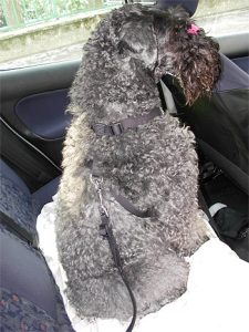 Kutya biztonsági övvel bekötve a hátsó ülésen
